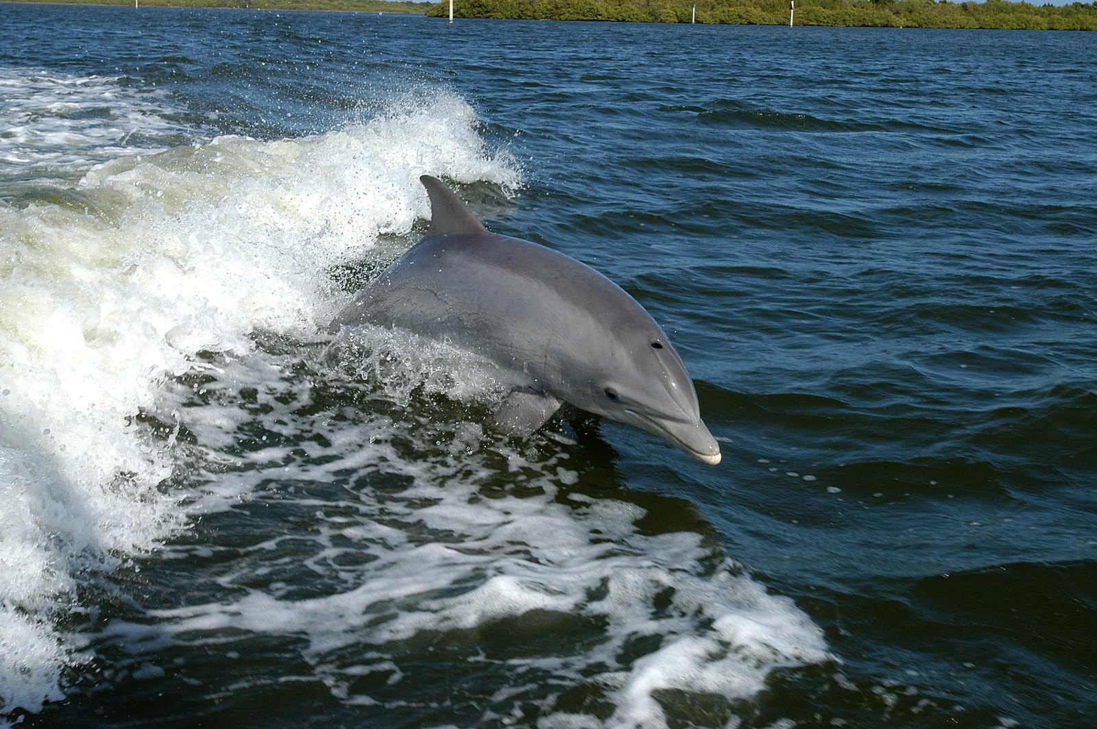 dolphins jumping