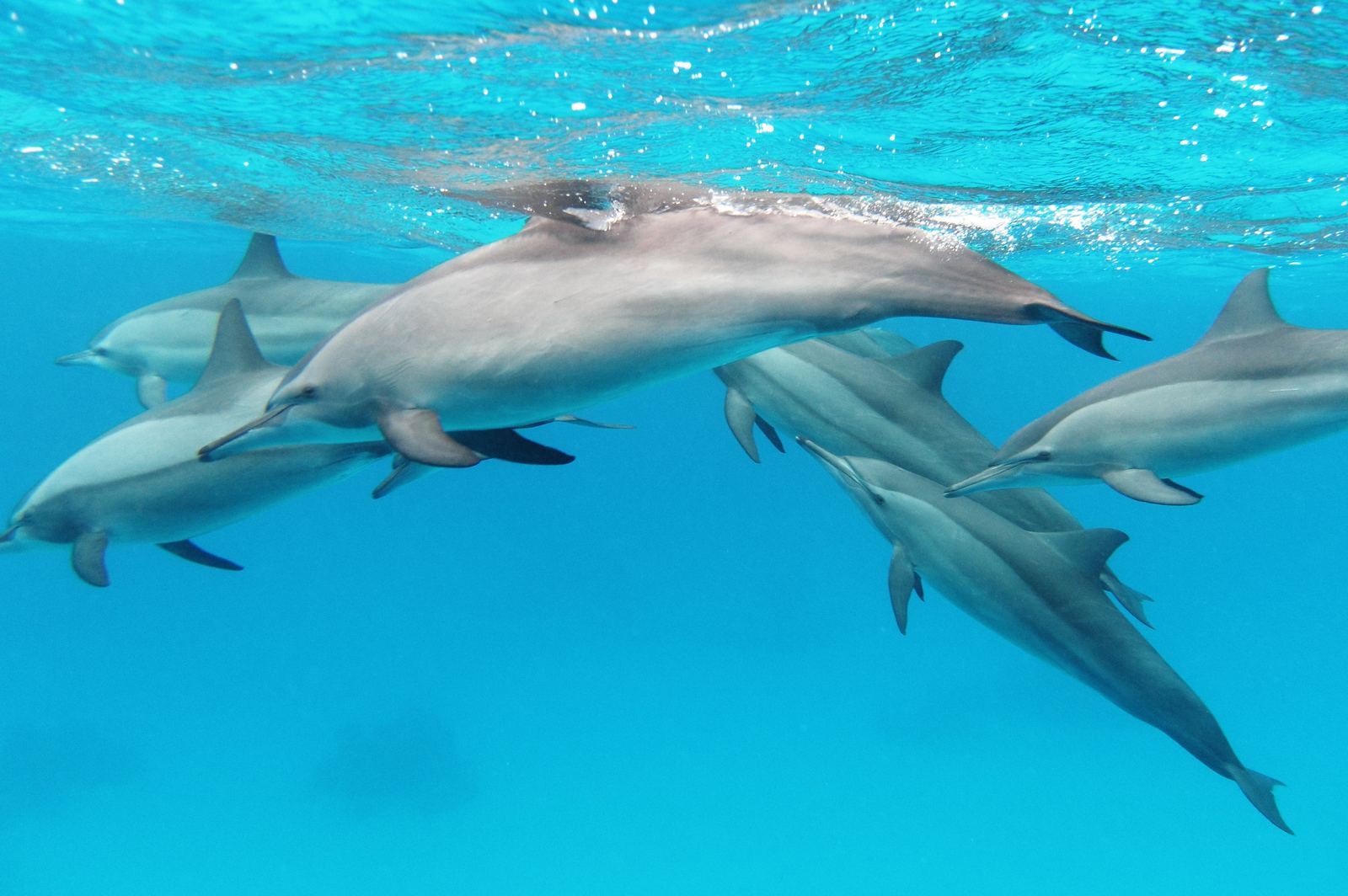 spinner dolphin pod underwater