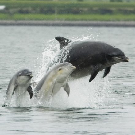 dolphin with young breaching