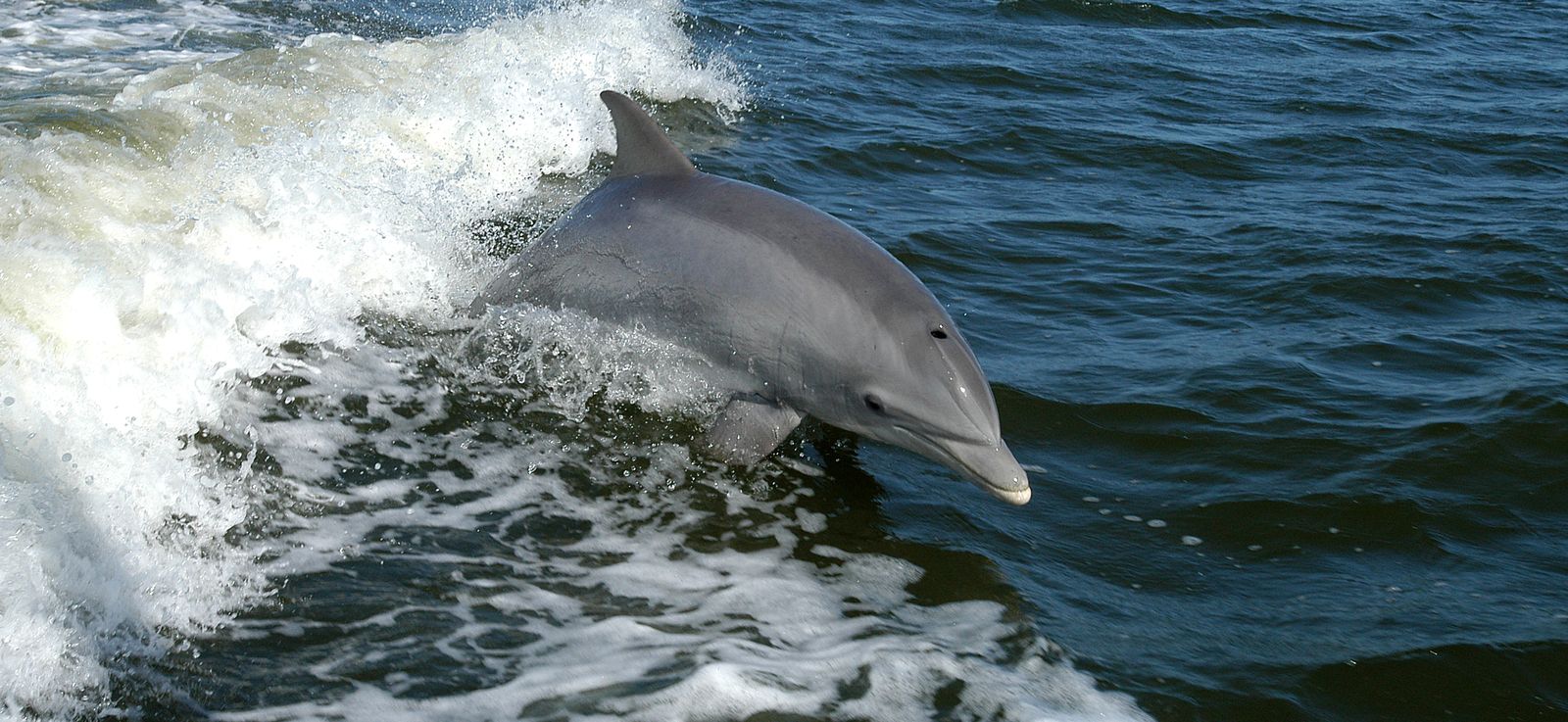 dolphin riding a bow wave
