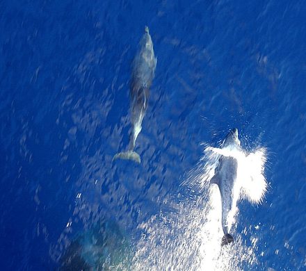 two dolphins ahead of a bow